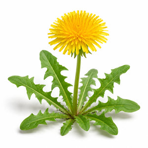 Diente de León