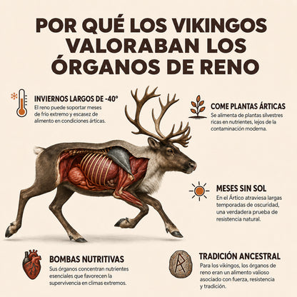 Vikingo Potencia la testosterona reduce la grasa